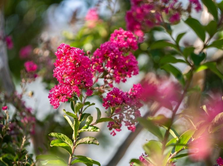 Crape myrtle on campus